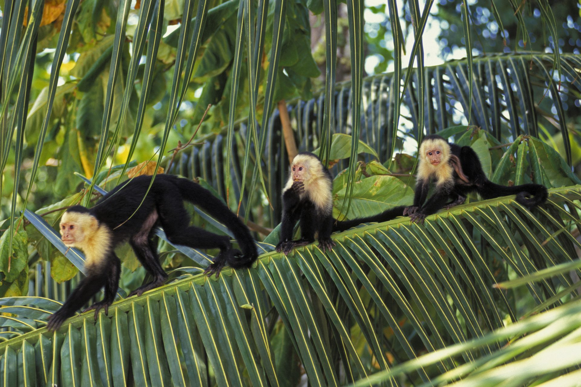 Une expérience scientifique montre que les singes ont appris à gérer un budget