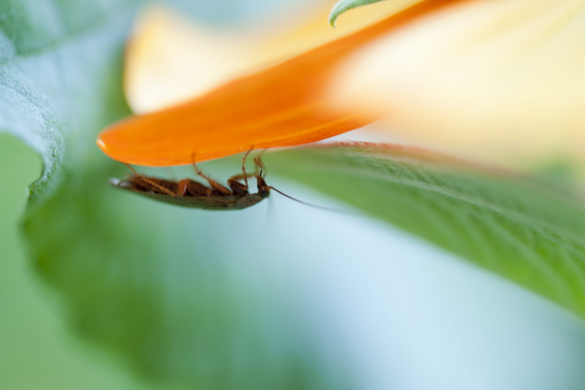 Les insectes, une source d'aliment prometteuse