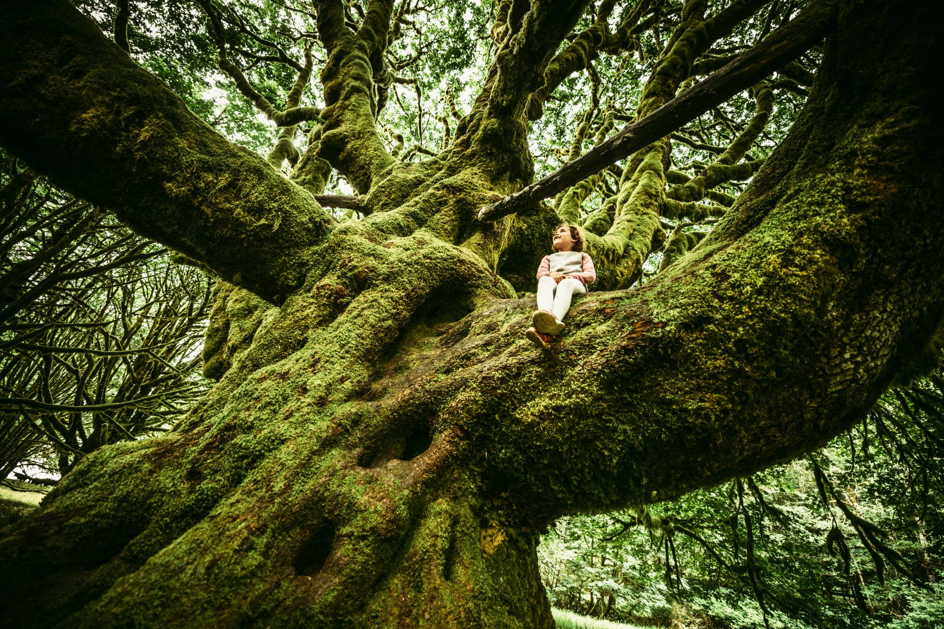 Top 15 des plus vieux arbres du monde