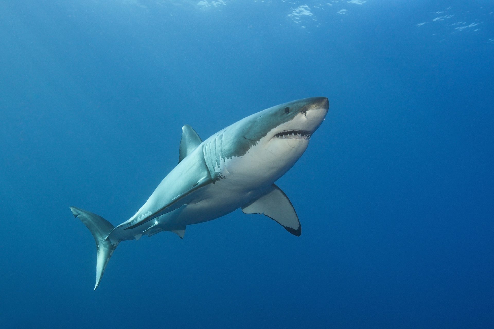 Une barrière magnétique pour repousser les requins testée aux Bahamas