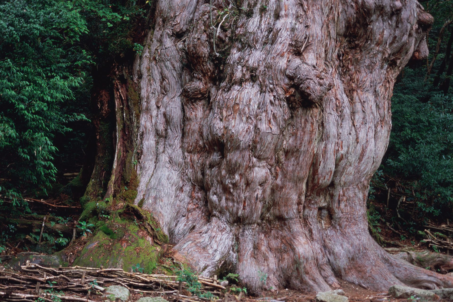 Jōmon Sugi, Japon - Entre 2 000 et 6 000 ans