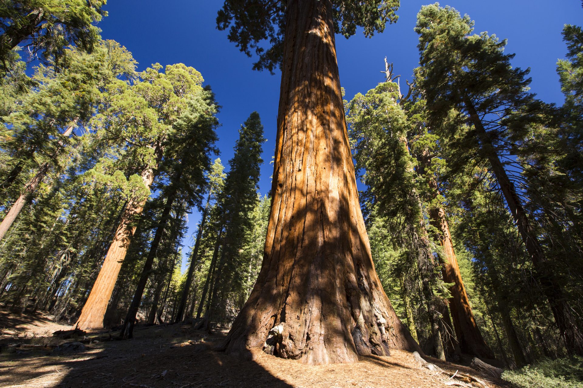 General Sherman, Californie - Environ 2 500 ans