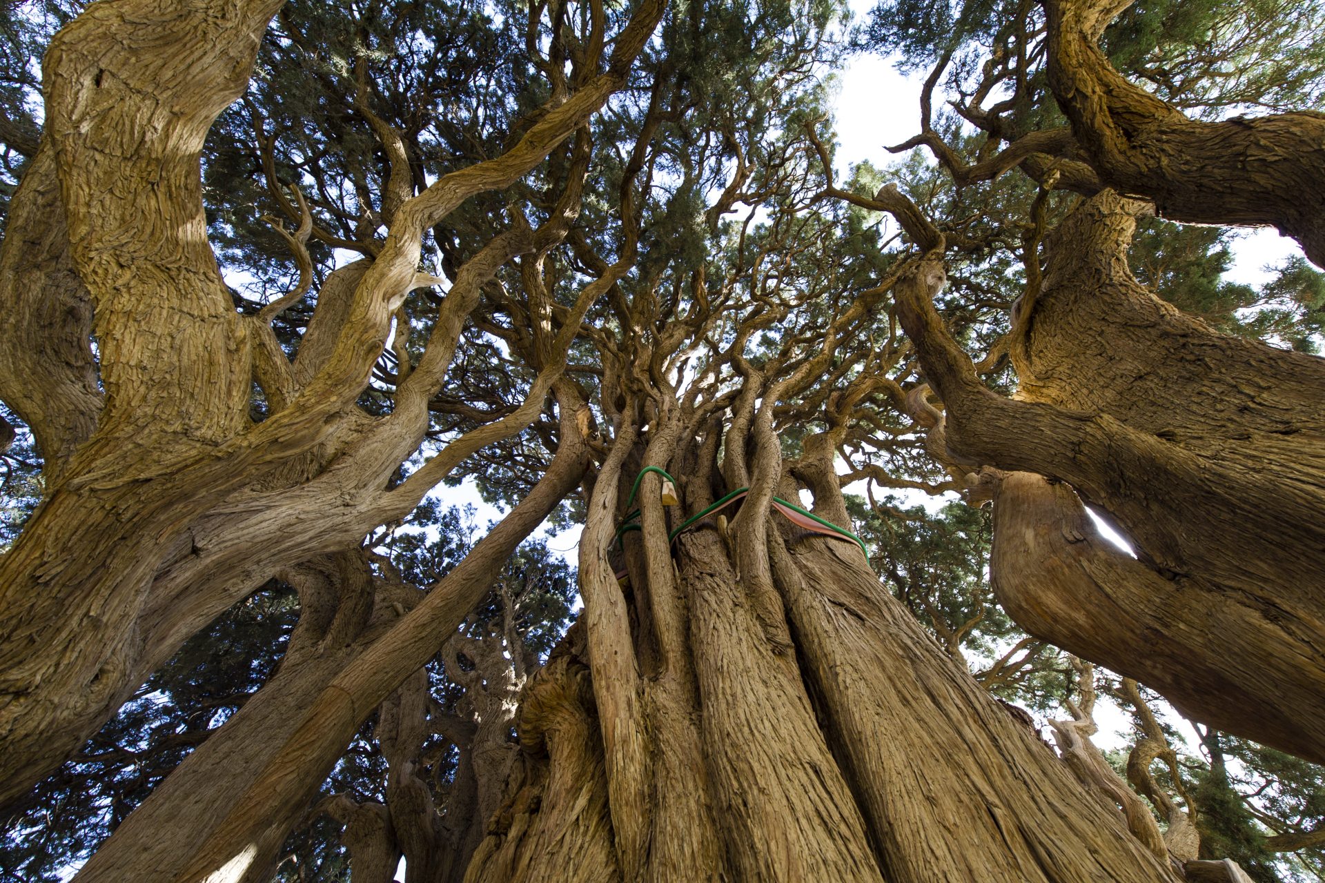 Sarv zoroastrien, Iran - Vieux d'au moins 4 000 ans 