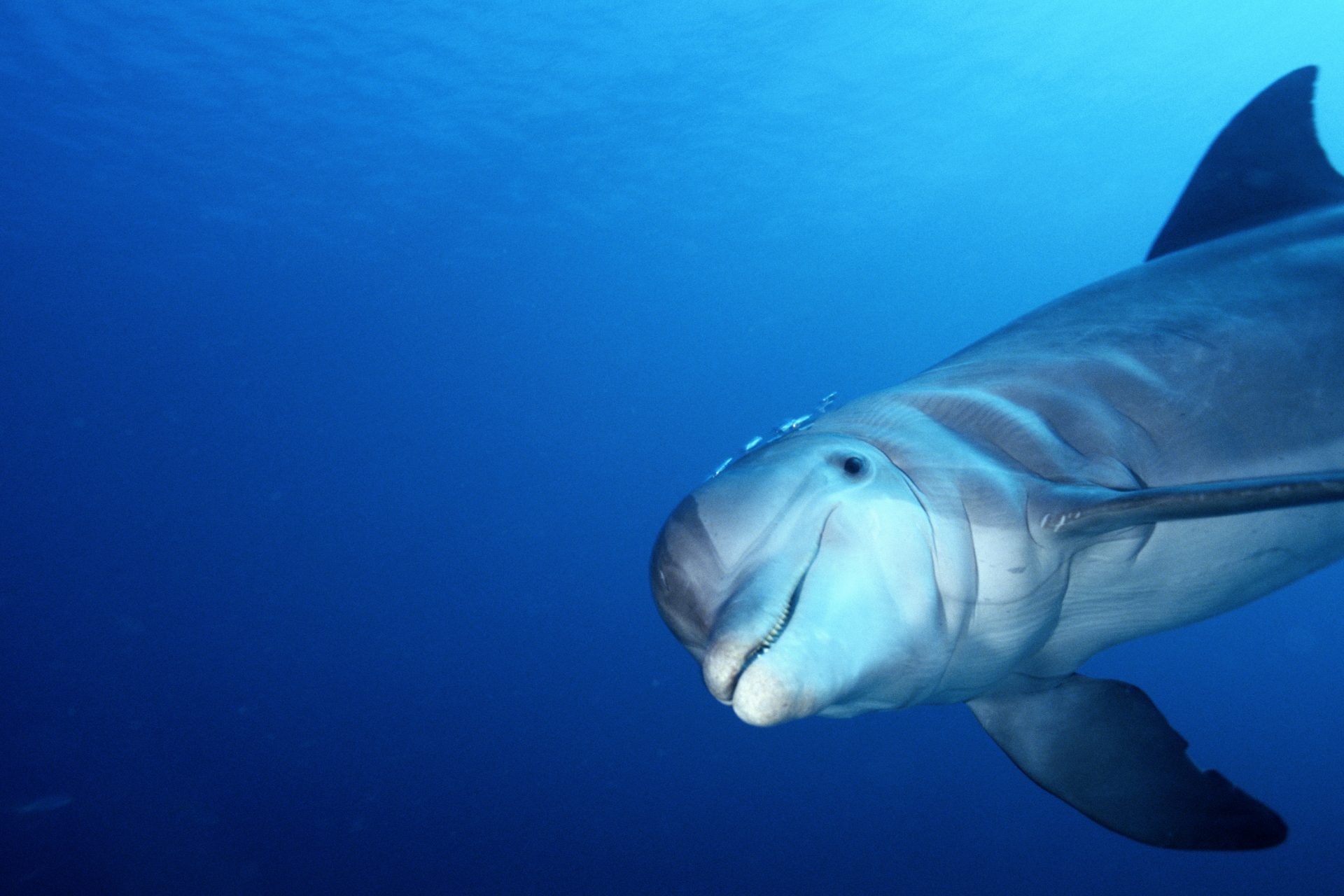 Dolphins have a mysterious sense that humans don’t