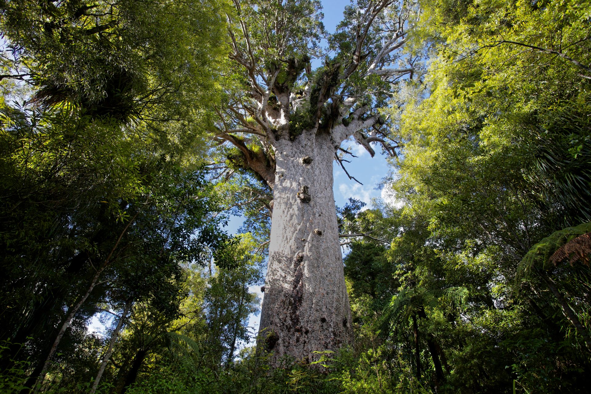 Te Matua Ngahere (Père de la Forêt), Nouvelle-Zélande - Entre 1 250 et 2 000 ans