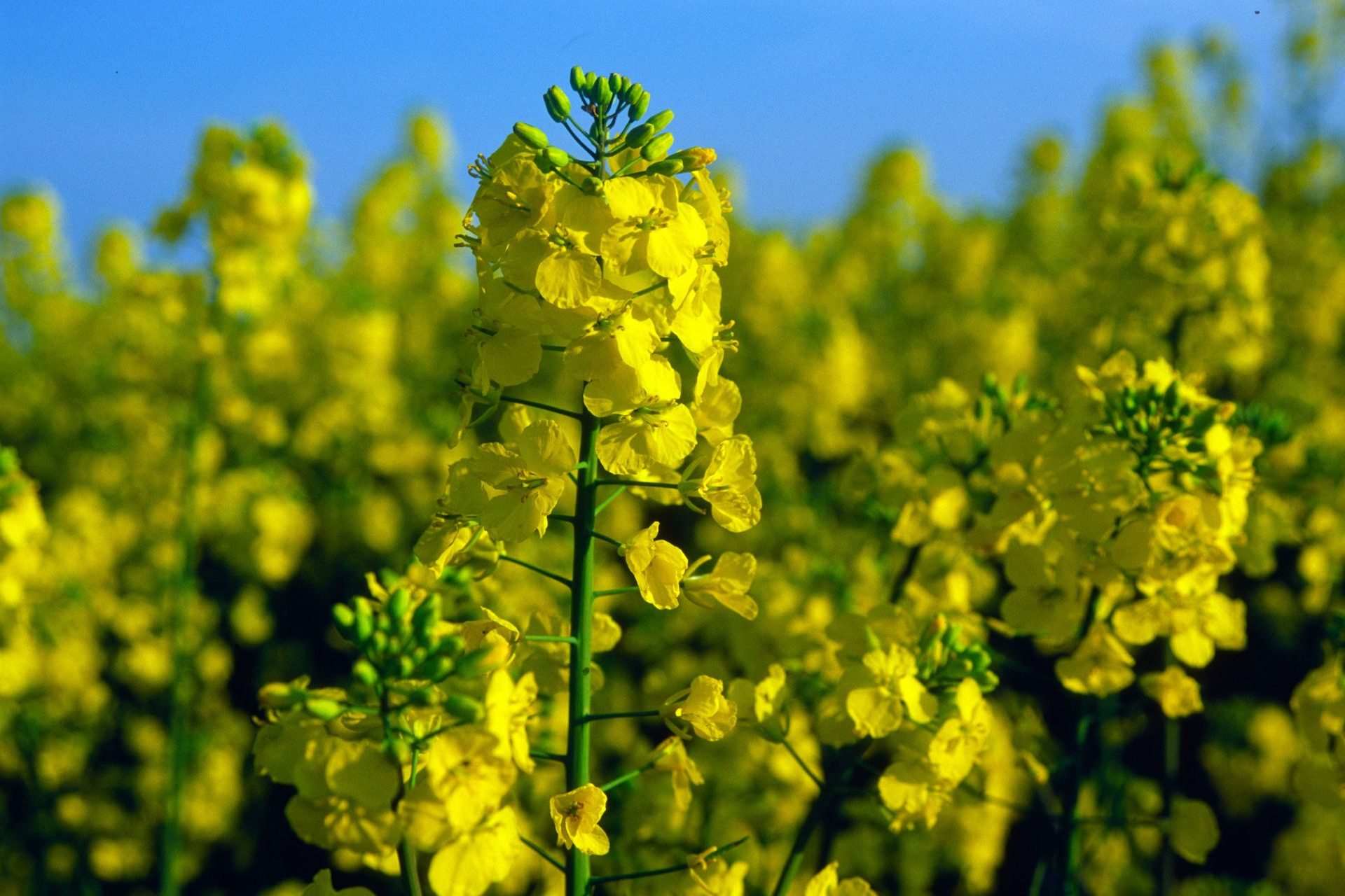 Genetically modified camelina for mass production 