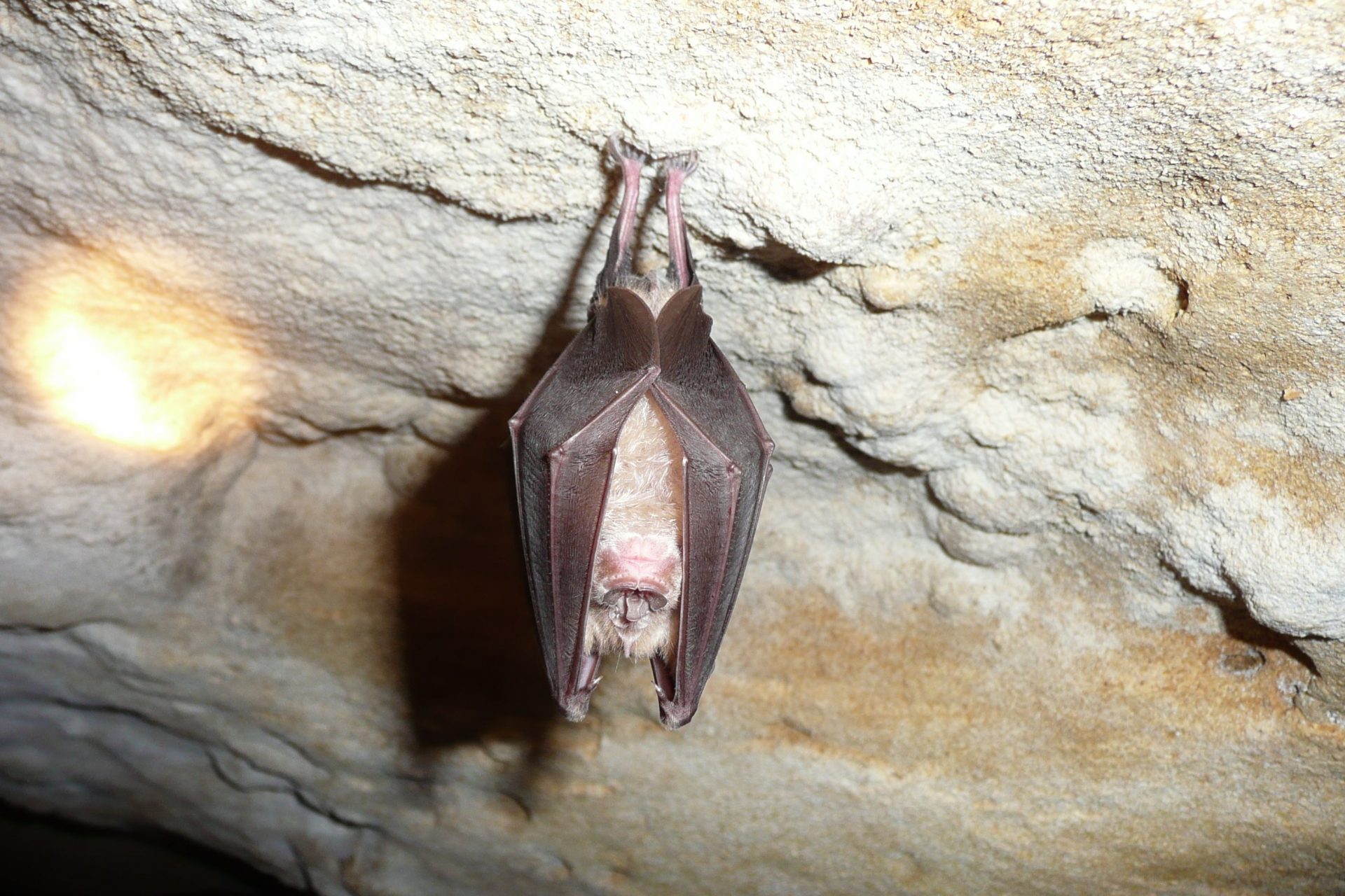 De grote hoefijzerneus 