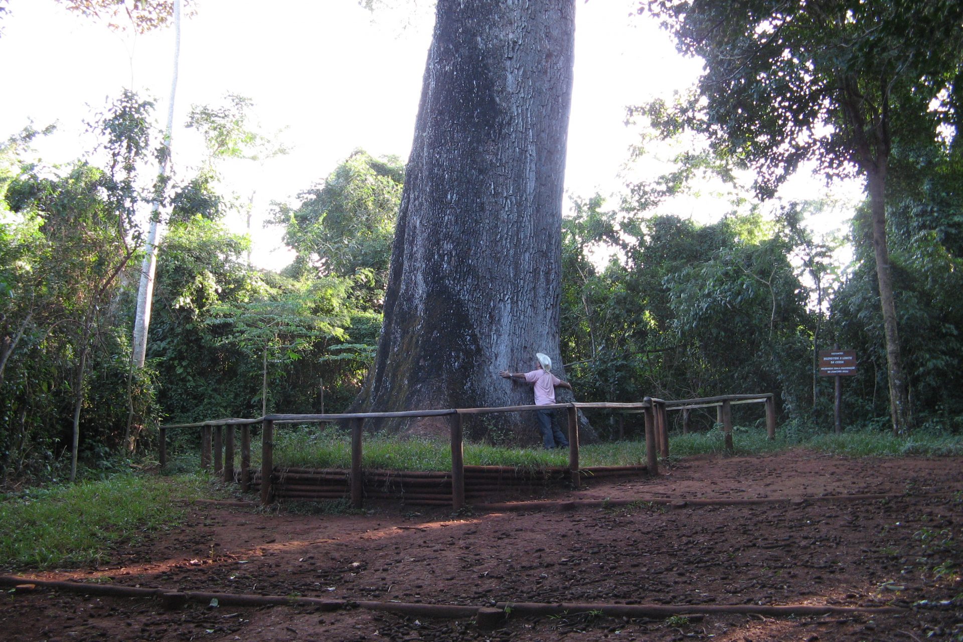 Patriarche de la forêt, Brésil - Environ 2 000 ans