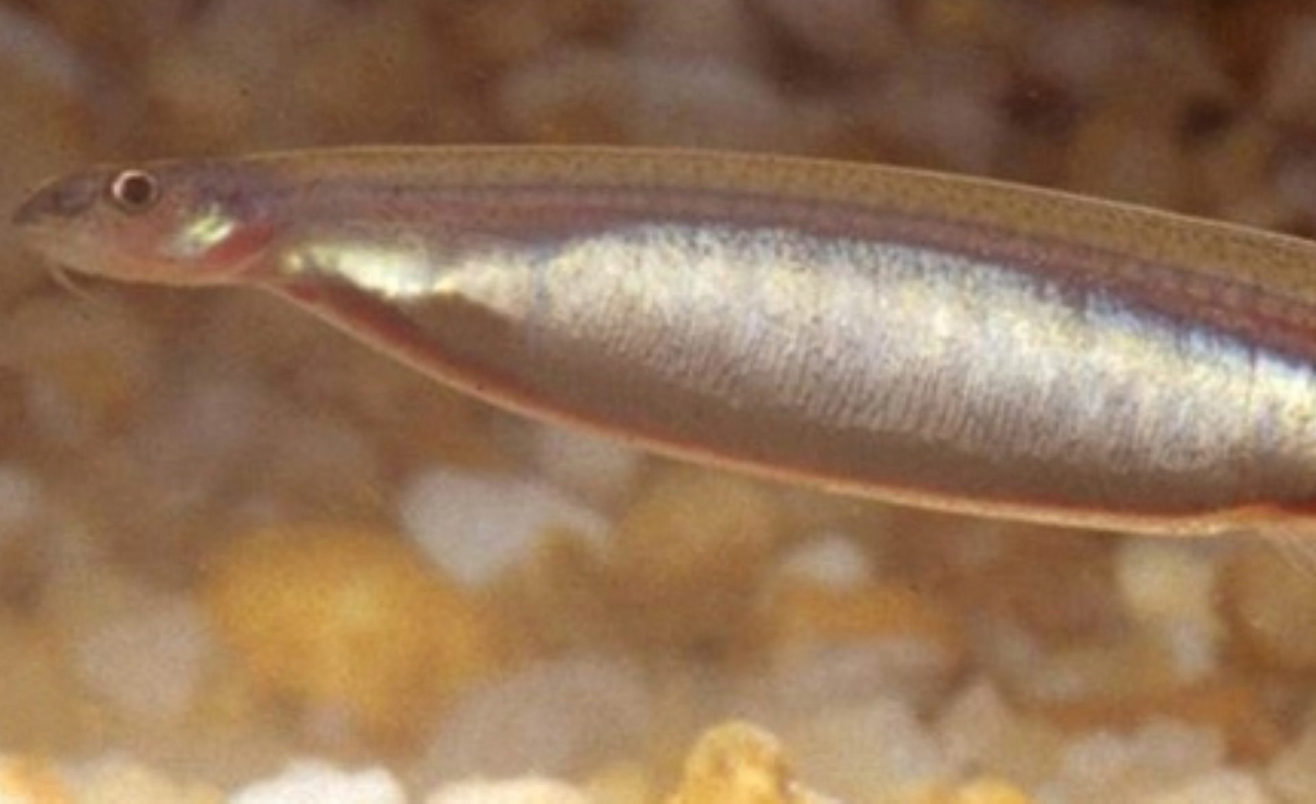 Candiru : le poisson parasite qui pourrait se loger dans des endroits plutôt insolites !