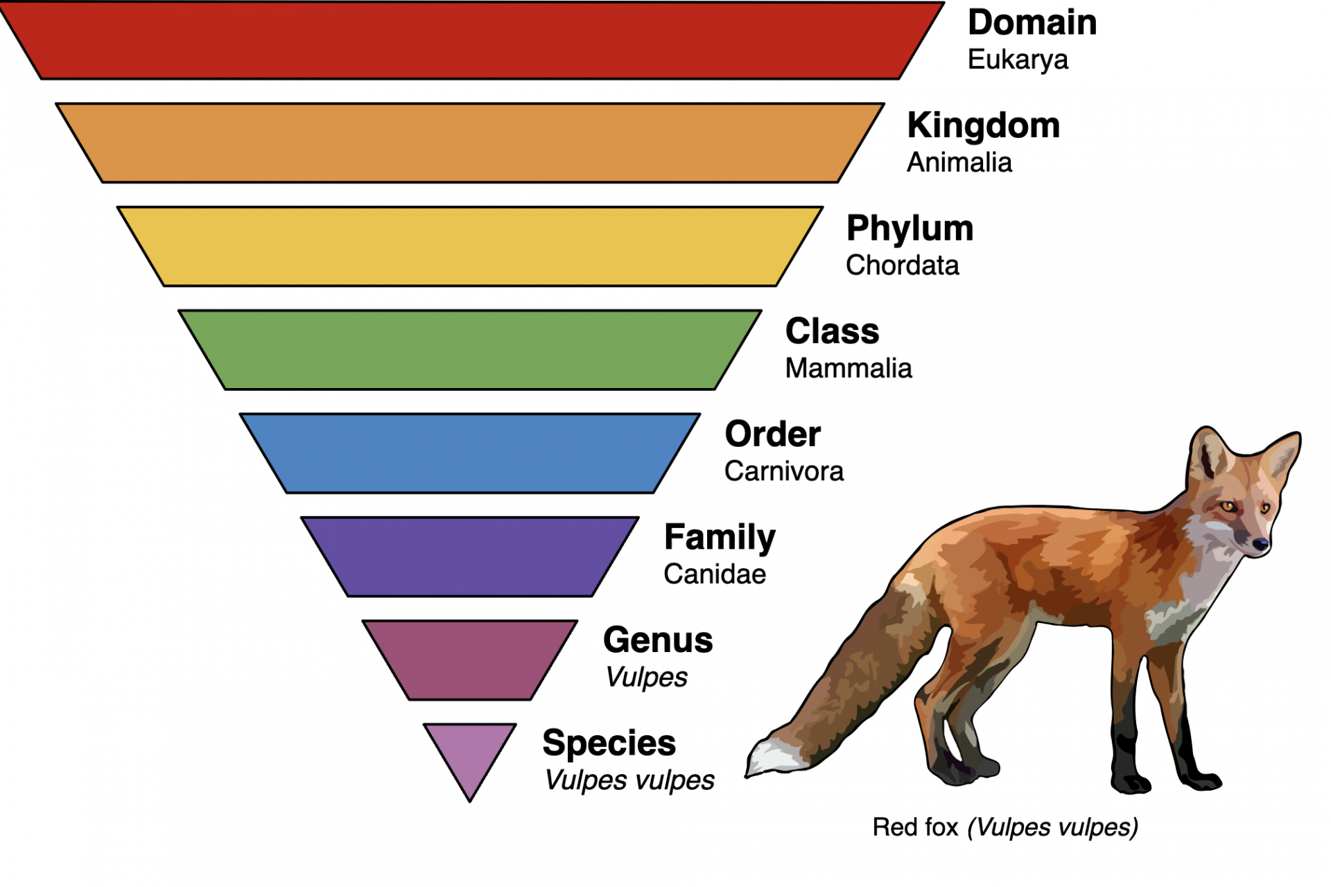 What are genera?