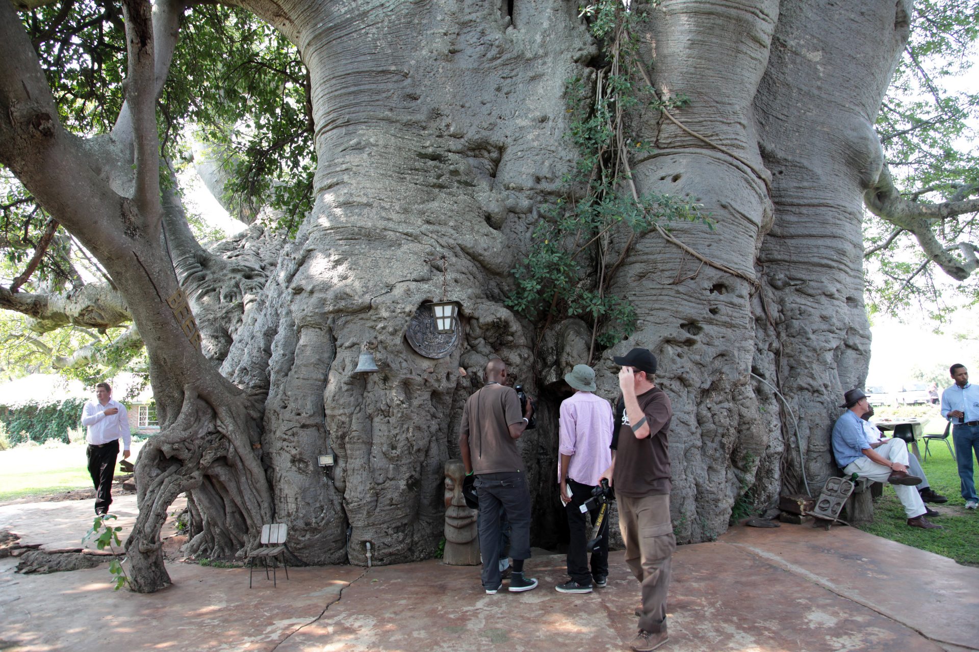 Le baobab de Sunland, Afrique du Sud - Environ 1 100 ans (Abattu en 2016) 