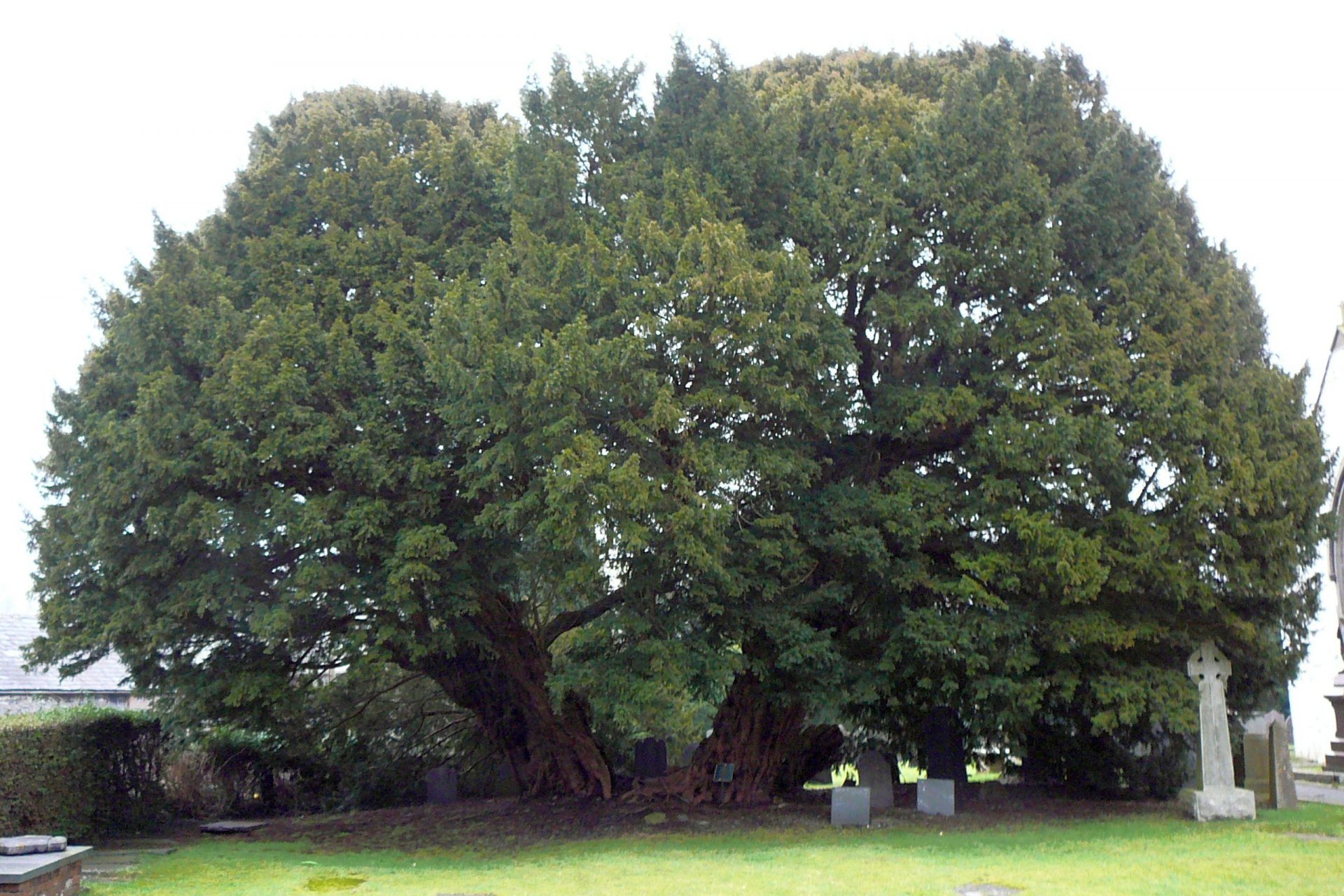 Llangernyw Yew, Royaume-Uni - Environ 4 000 ans