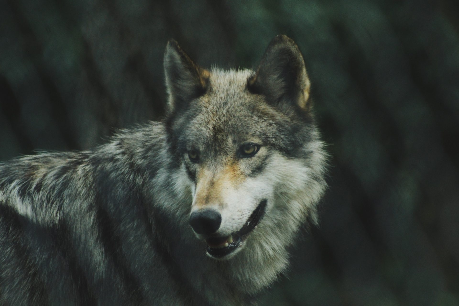 Kunnen we aanvallen van wolven voorkomen?