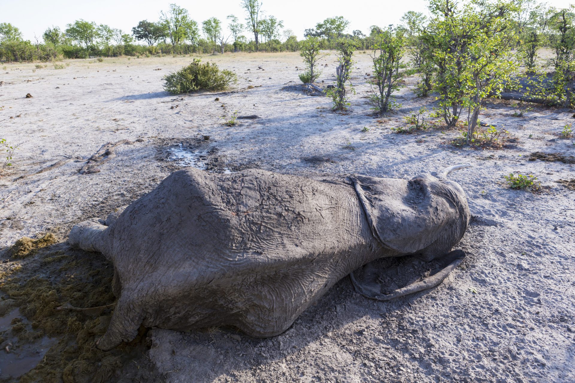 Similar elephant deaths in Zimbabwe 