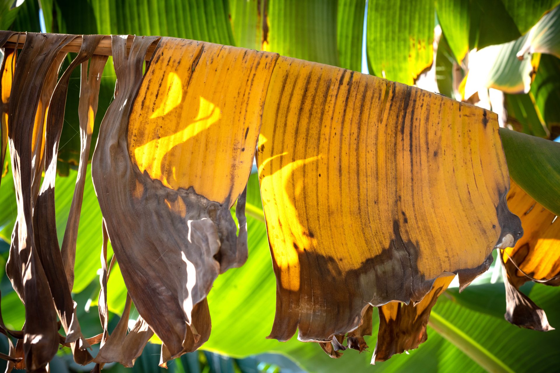 How the fungal disease kills banana trees 