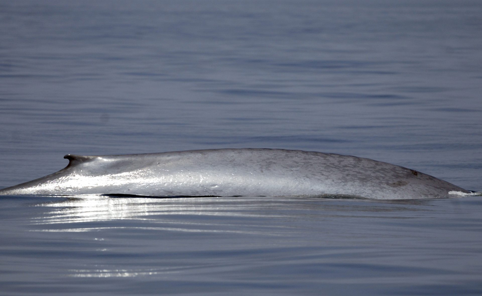 La baleine bleue est grisâtre