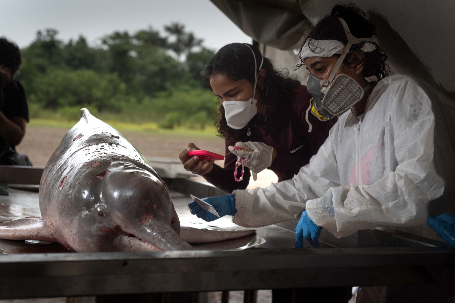 Botos mortos na Amazônia