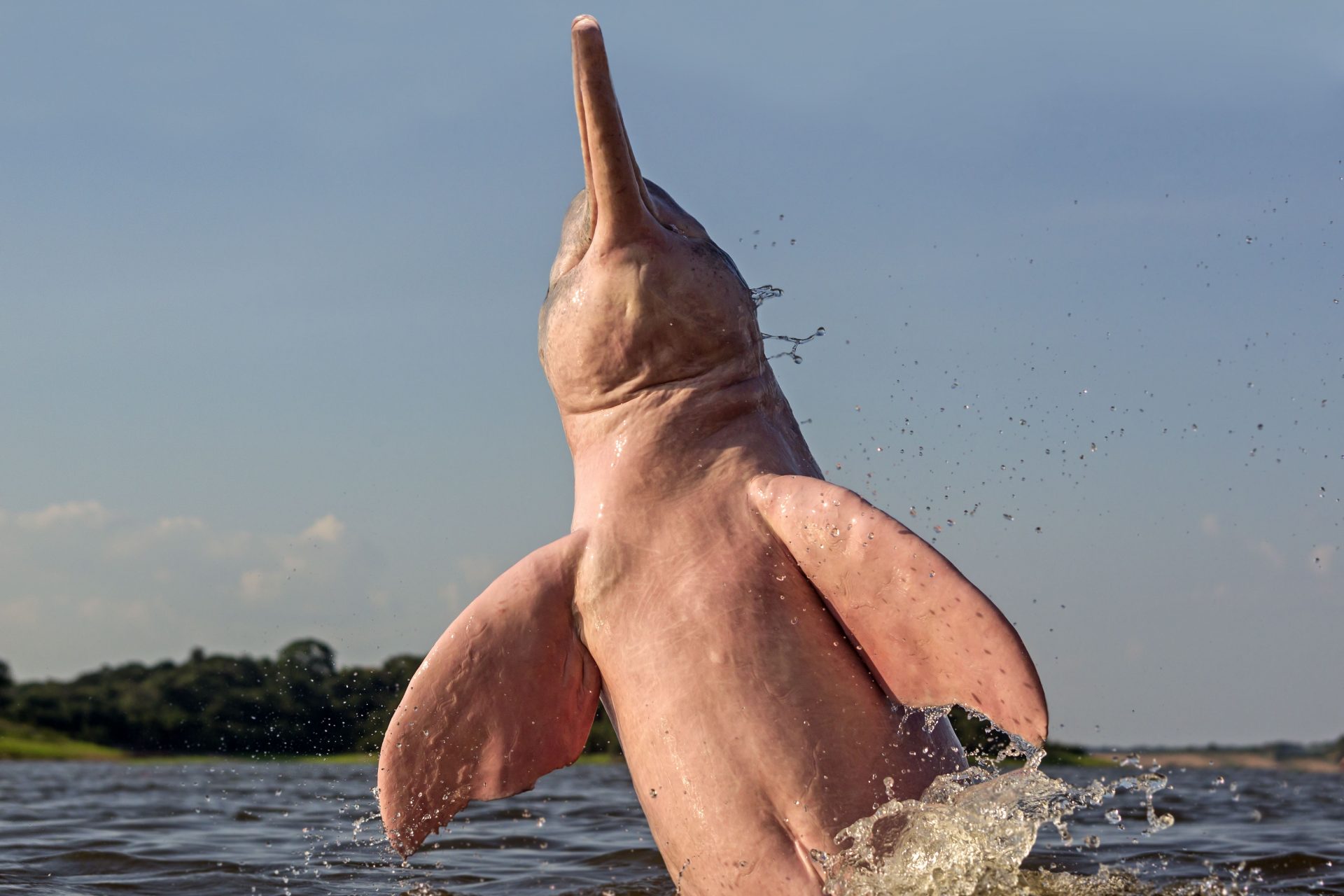 The race against time to protect the Amazon River pink dolphins