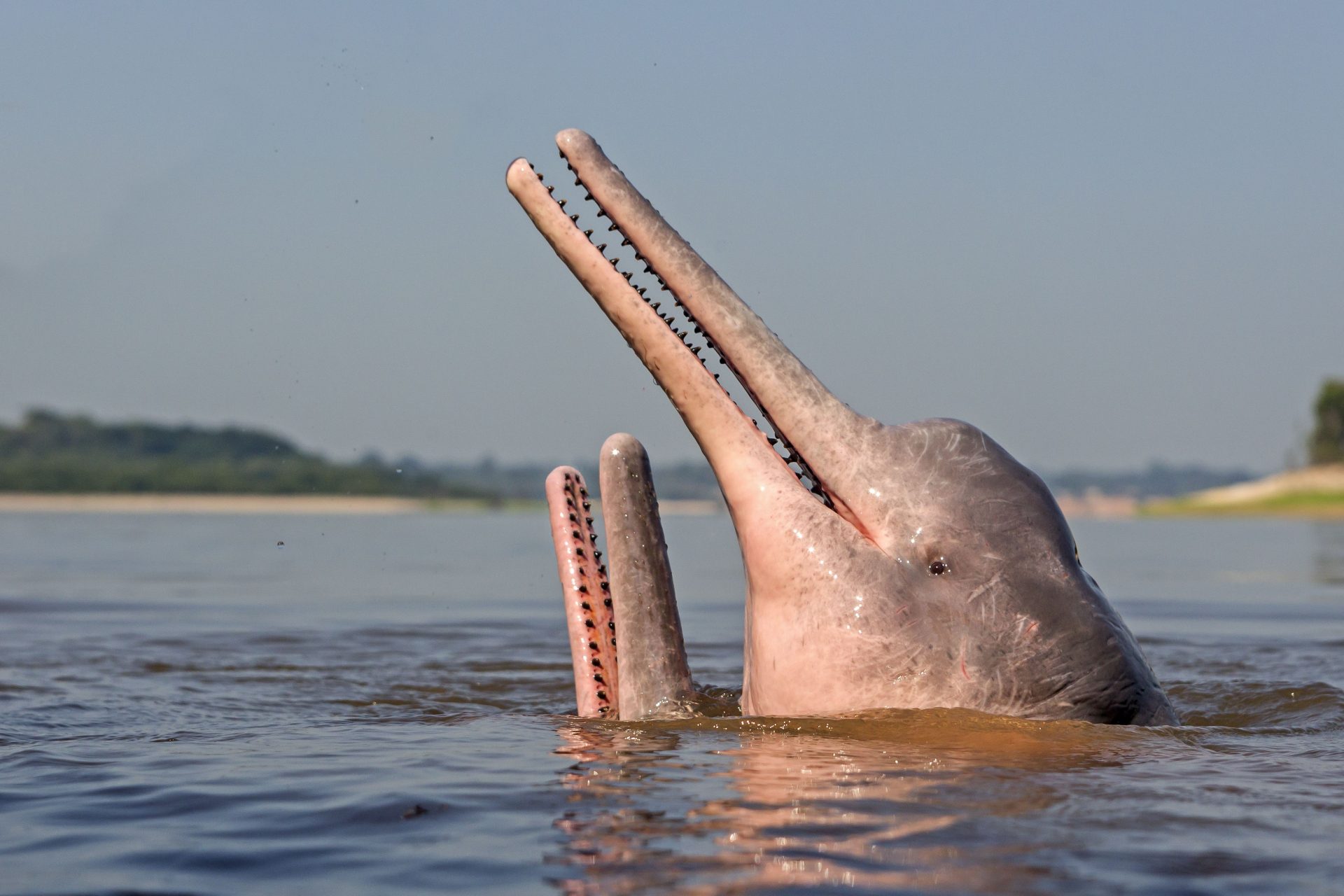 El delfín rosado del Amazonas está peligro