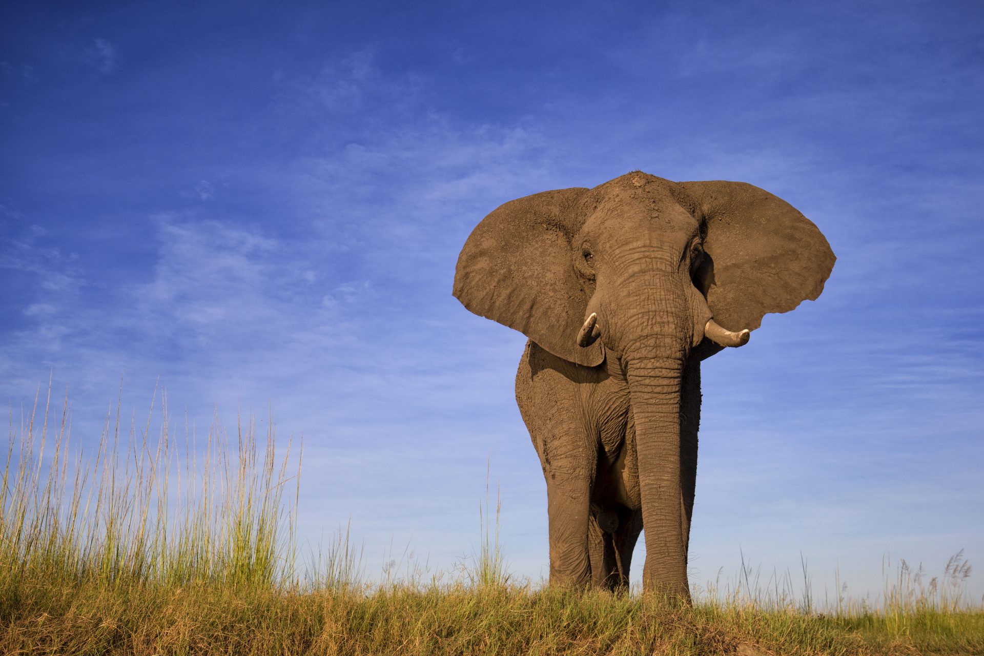 Wie klingen Elefantennamen?