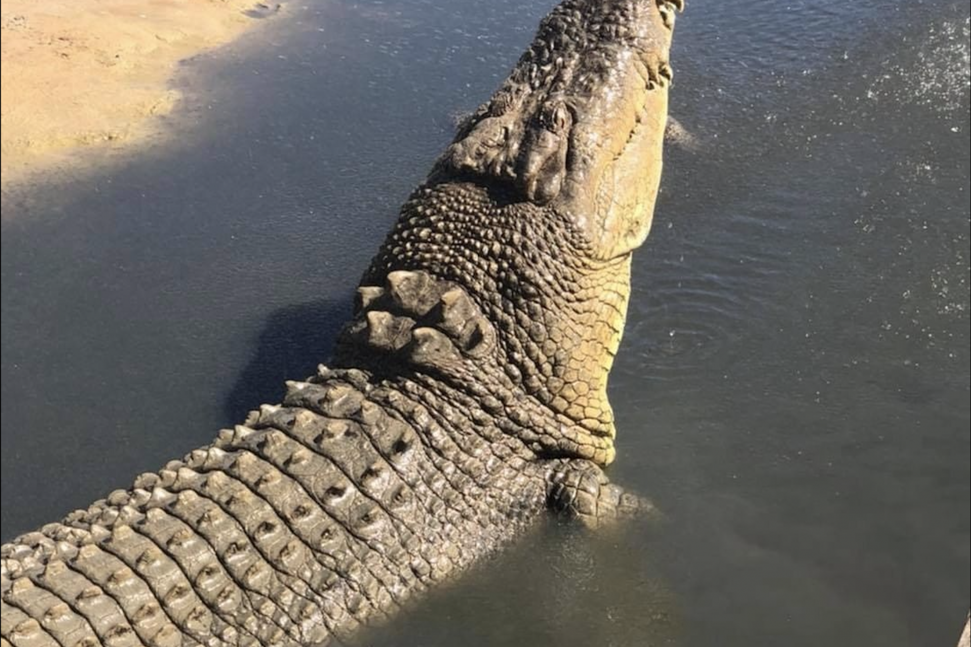 What happened at Koorana Crocodile Farm?