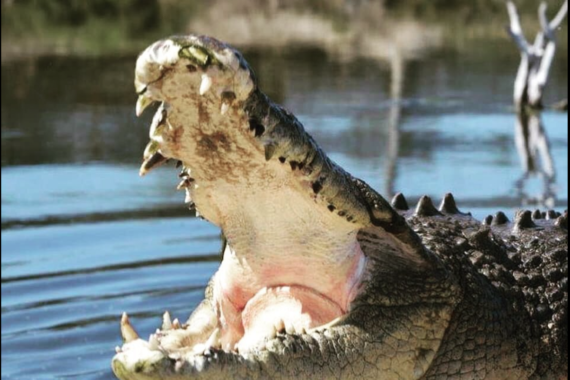 Un aphrodisiaque pour crocodiles d’eau salée