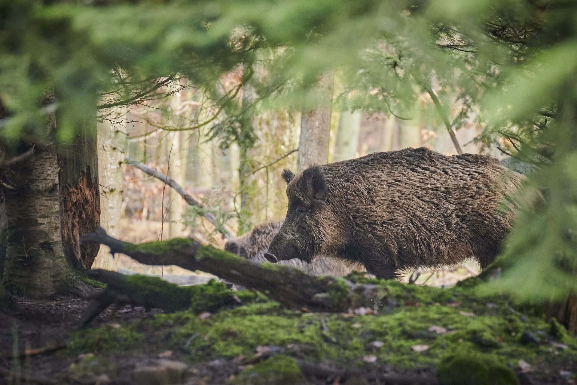 Aber warum sind Wildschweine immer noch so radioaktiv?