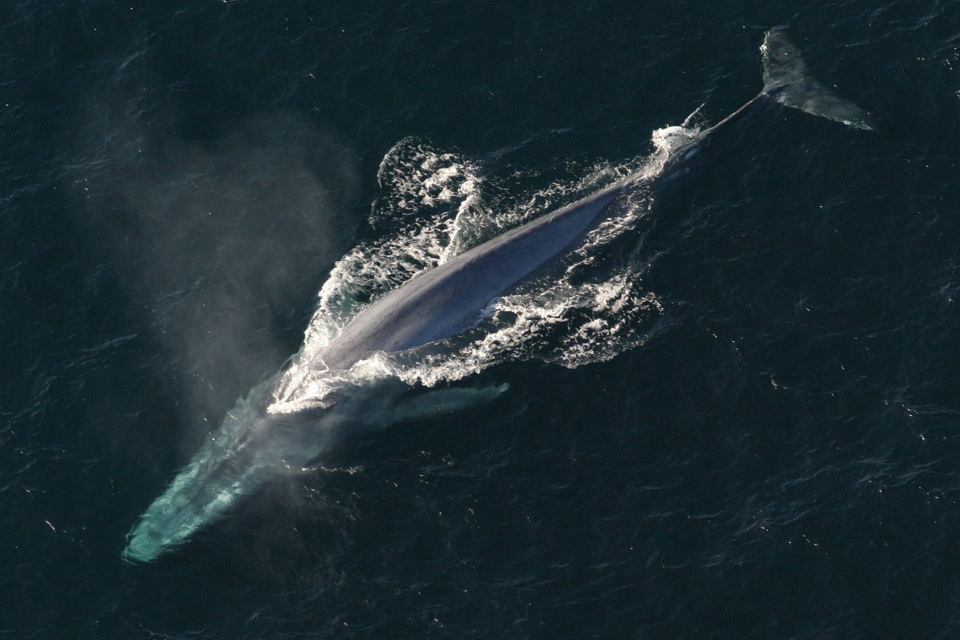 Il y a des baleines partout