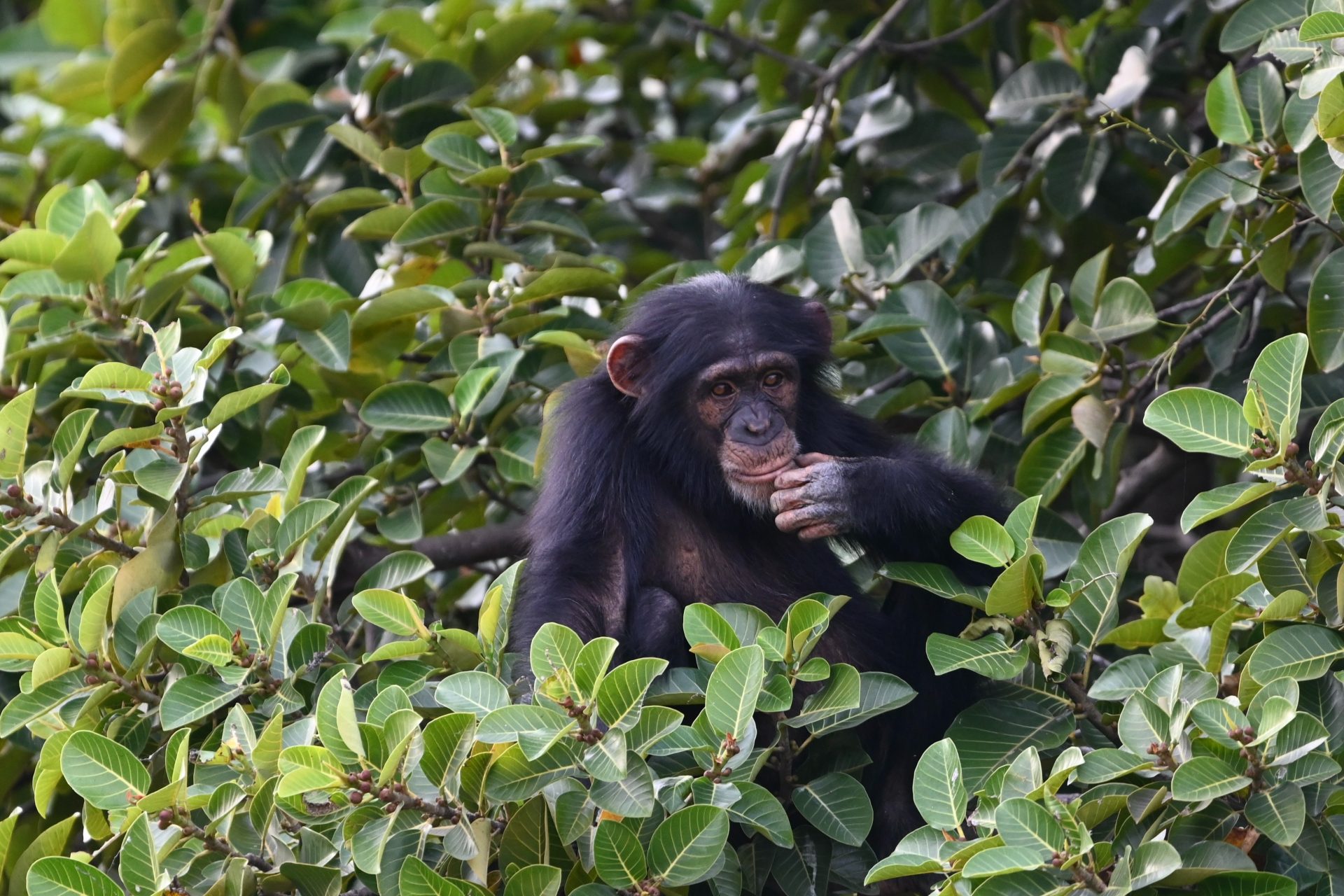 Chimpansees en bendegevechten