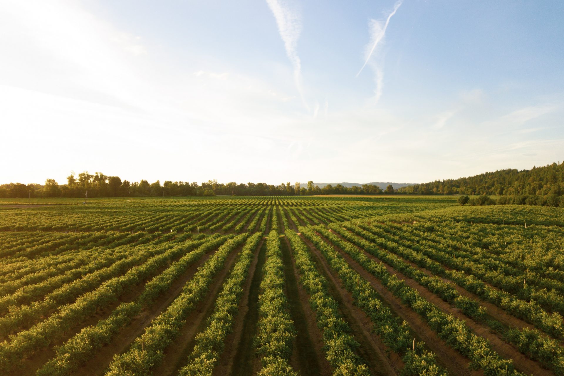 La Chine possède des terres agricoles aux États-Unis