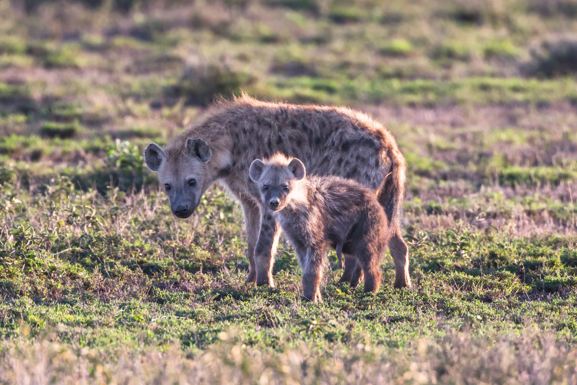 Hyena's versus leeuwen