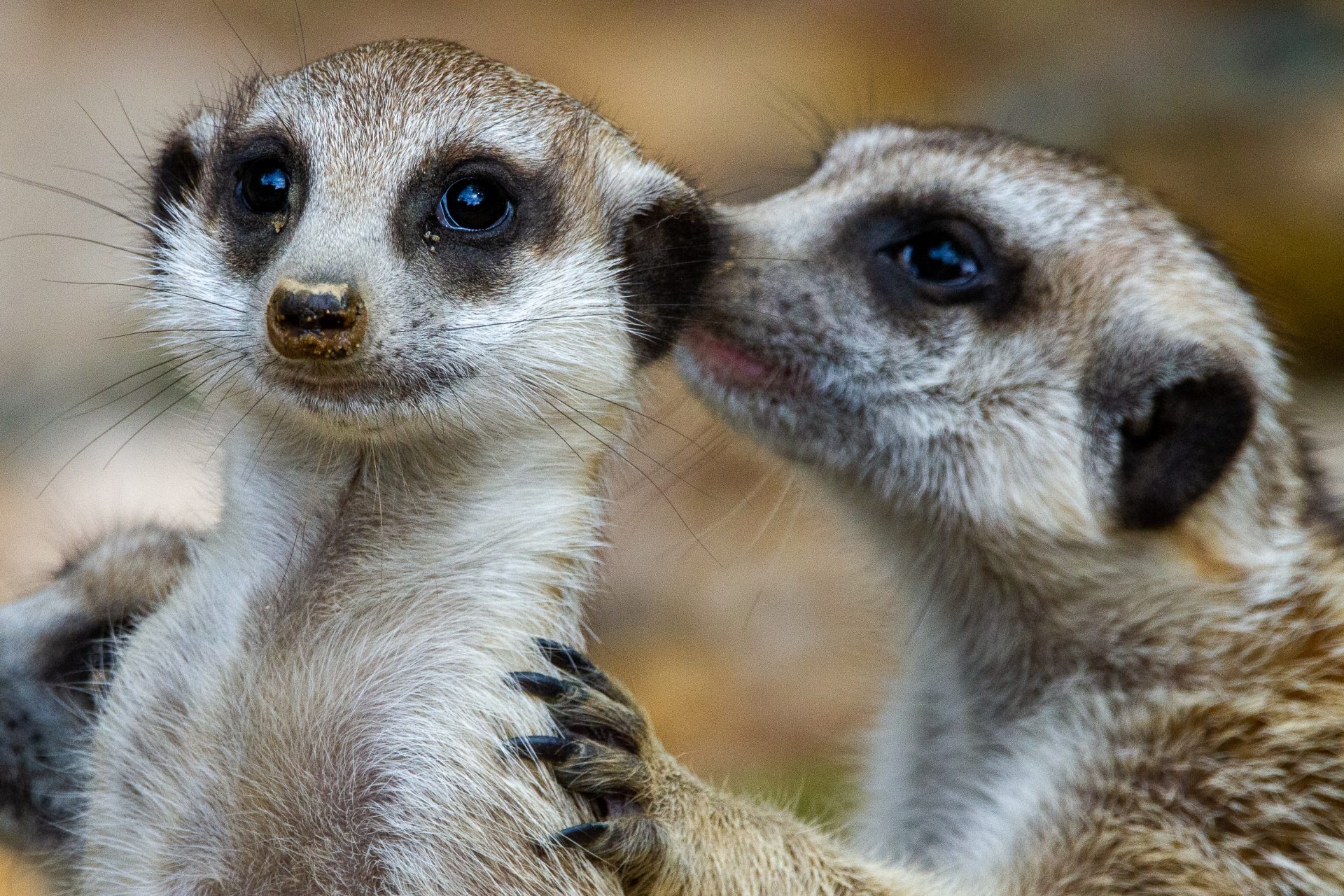 Stokstaartjes zijn alleen maar schattig... toch?