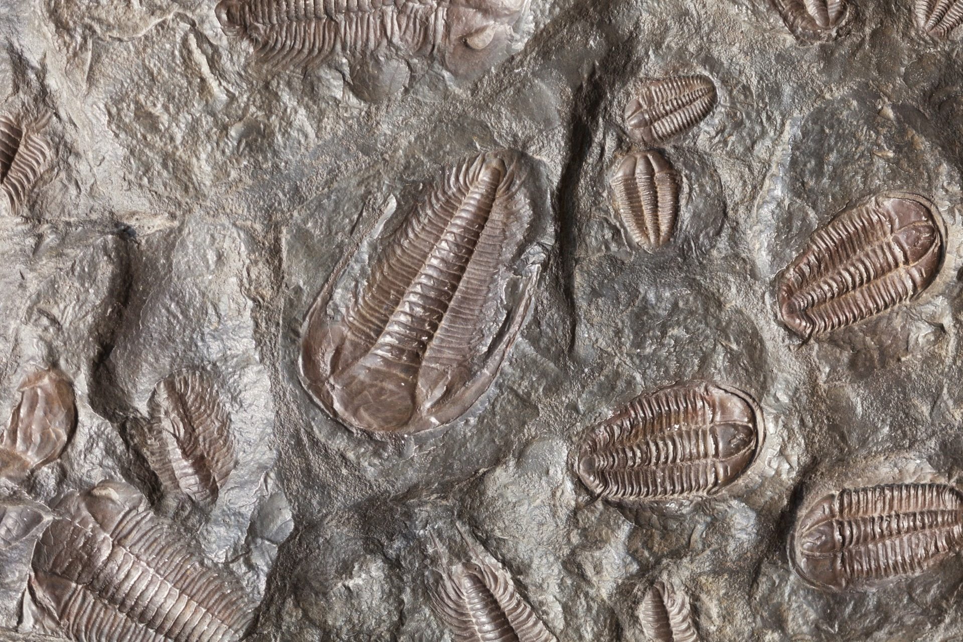 Signs of biology preserved over hundreds of millions of years