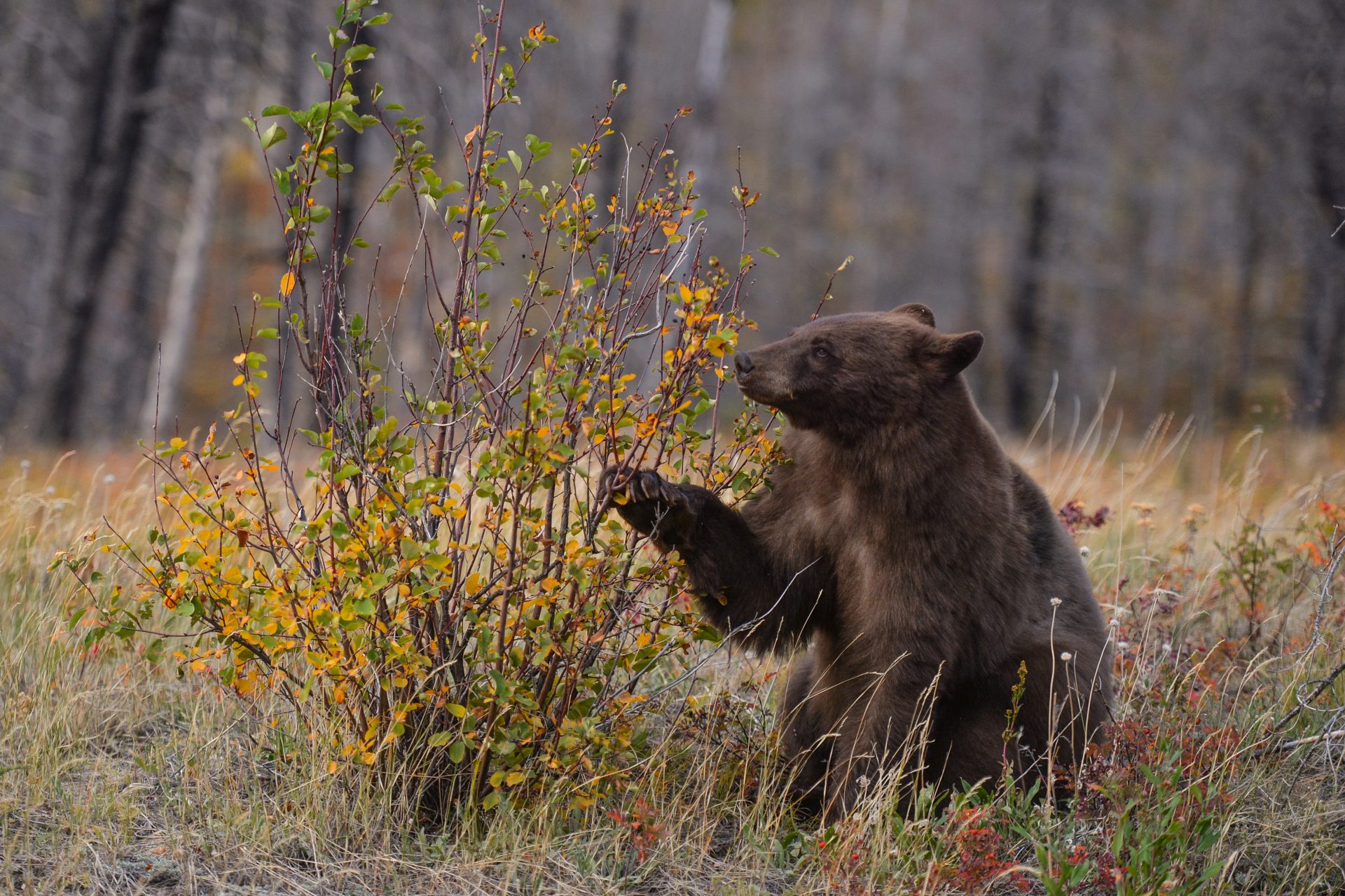 Utile : comment survivre si vous tombez nez à nez avec un ours ?