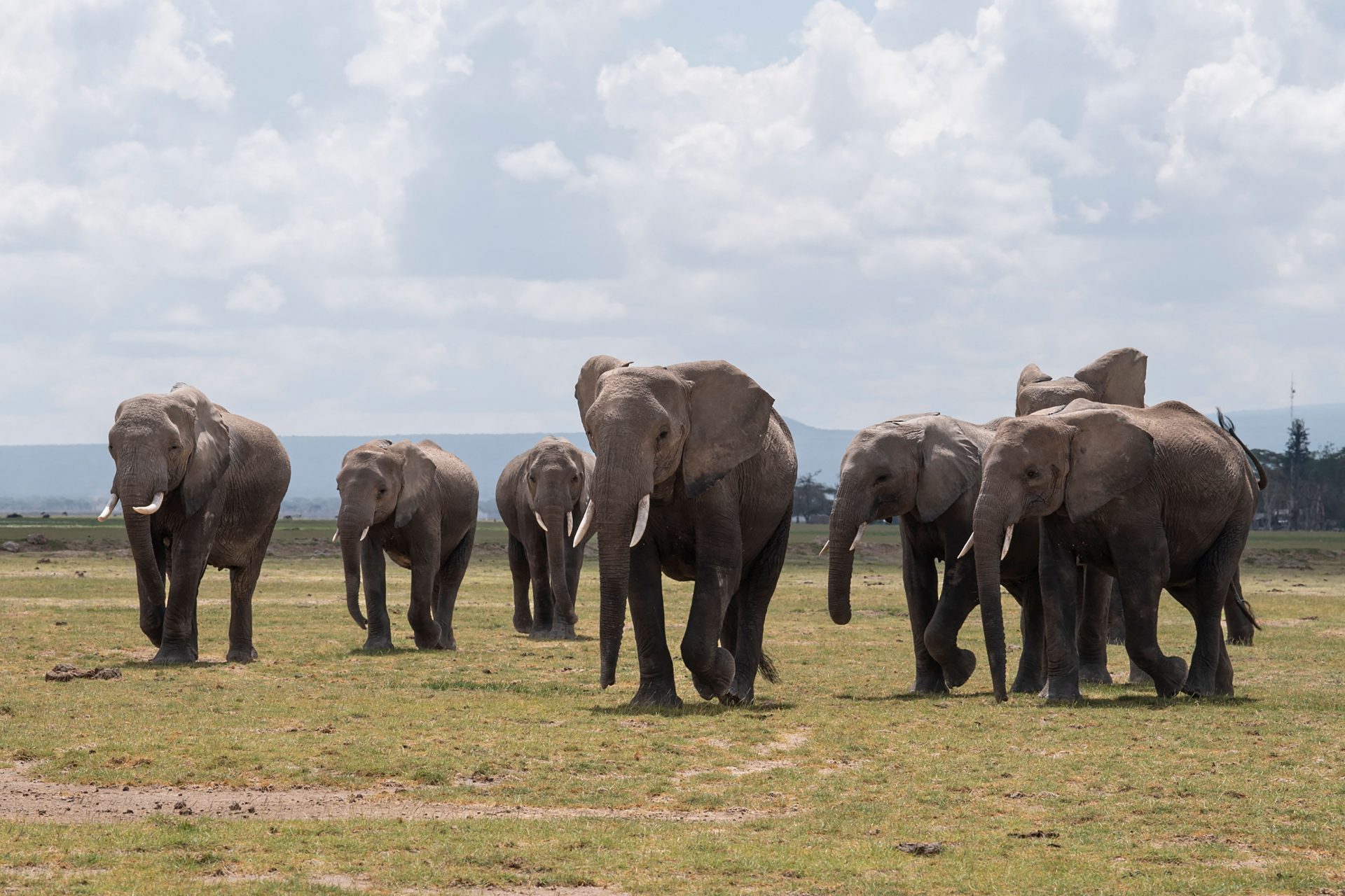 Les éléphants au Kenya