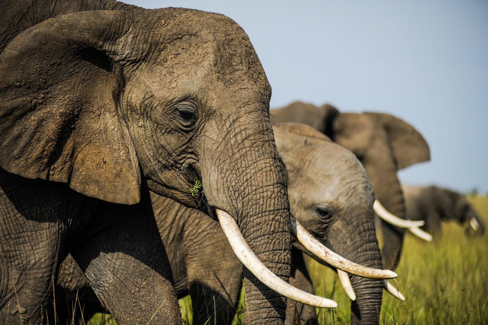 Selon une nouvelle étude scientifique, les éléphants aussi se donnent des petits noms !