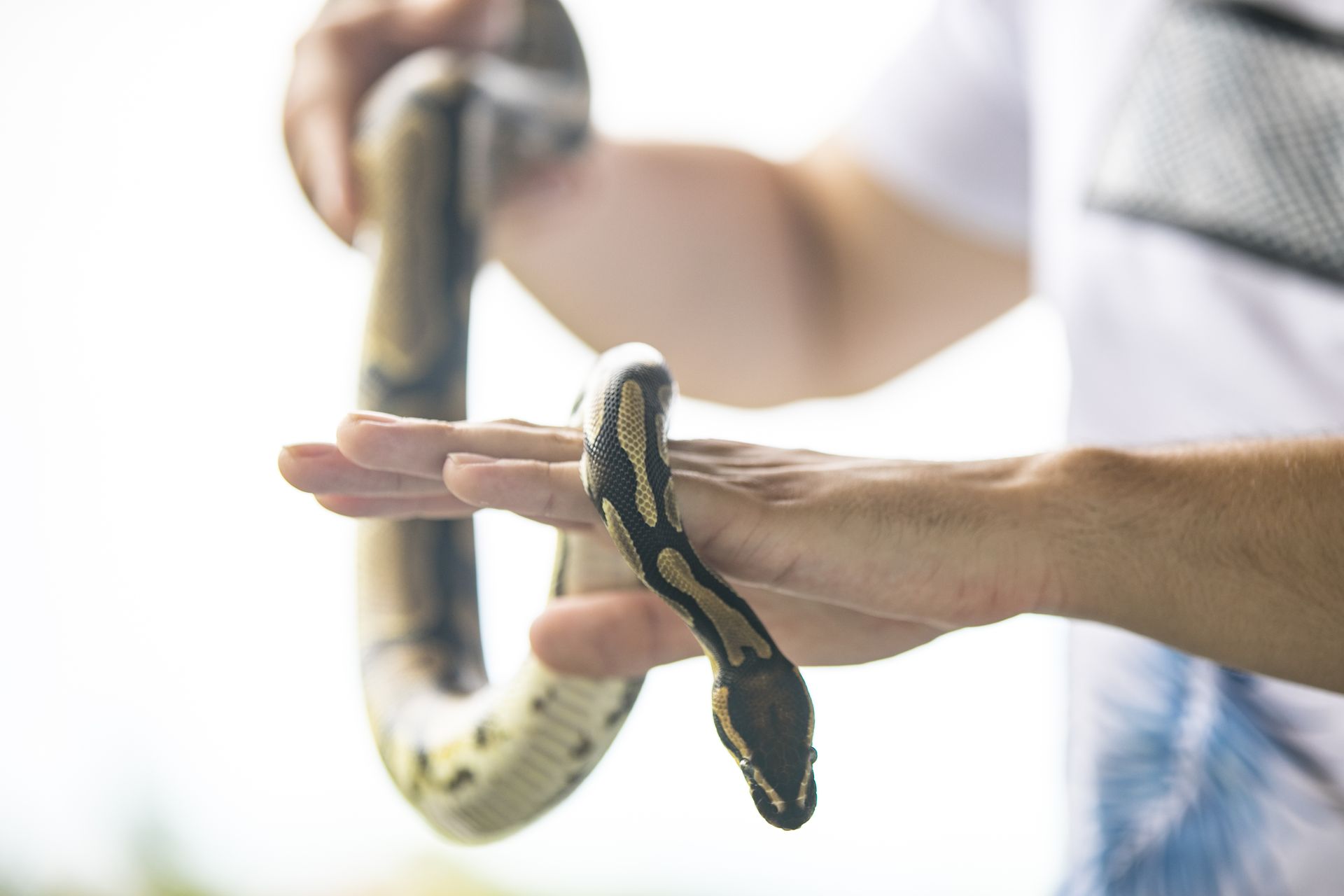 Forbidden and risky: the dangers of having an exotic pet