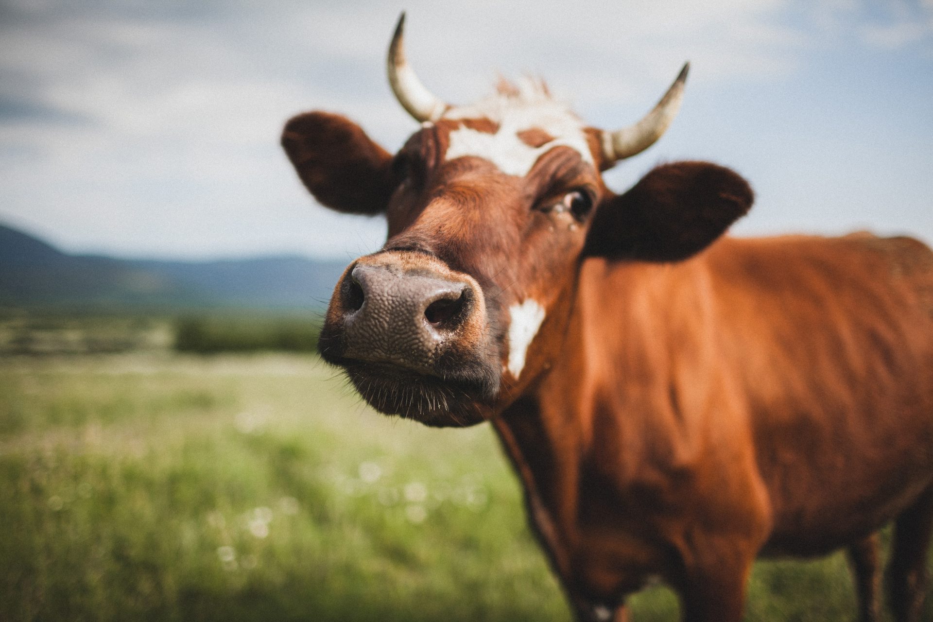 Kann diese Kuh die globale Ernährungssicherheit revolutionieren?