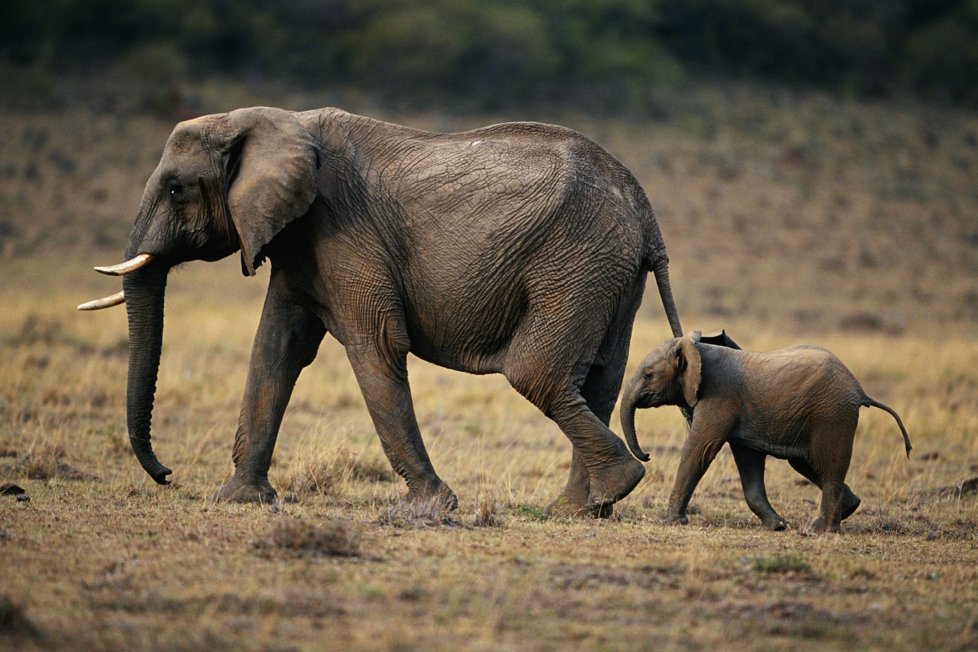 Did you know elephants might give each other names?