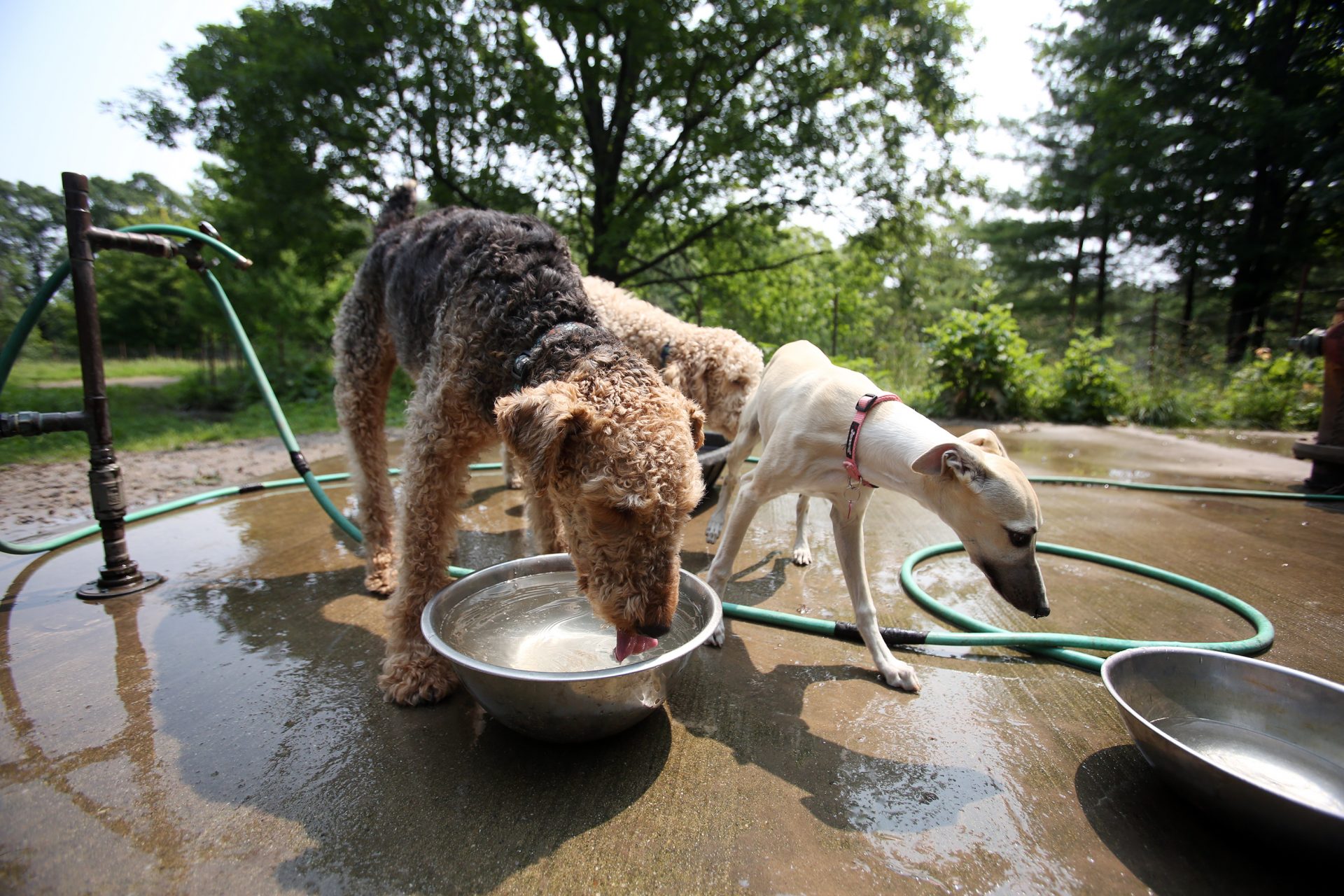 Avoid communal water bowls