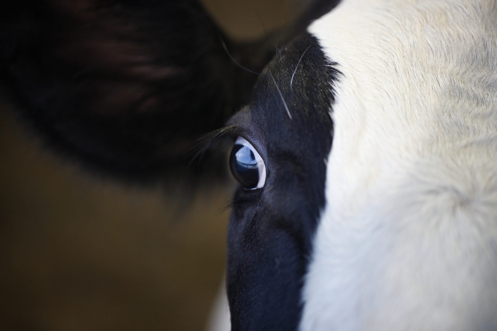 Designer cows could save us from hunger