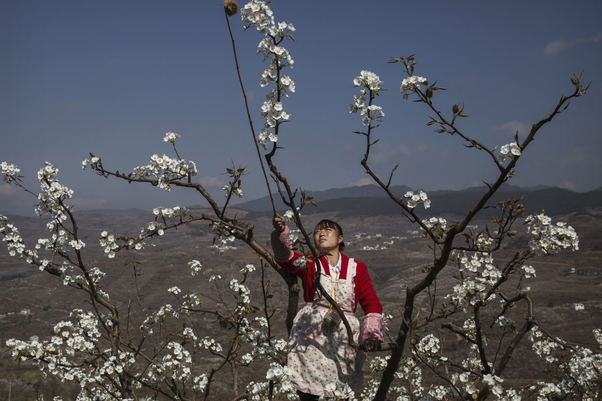 In China, people are having to pollinate by hand