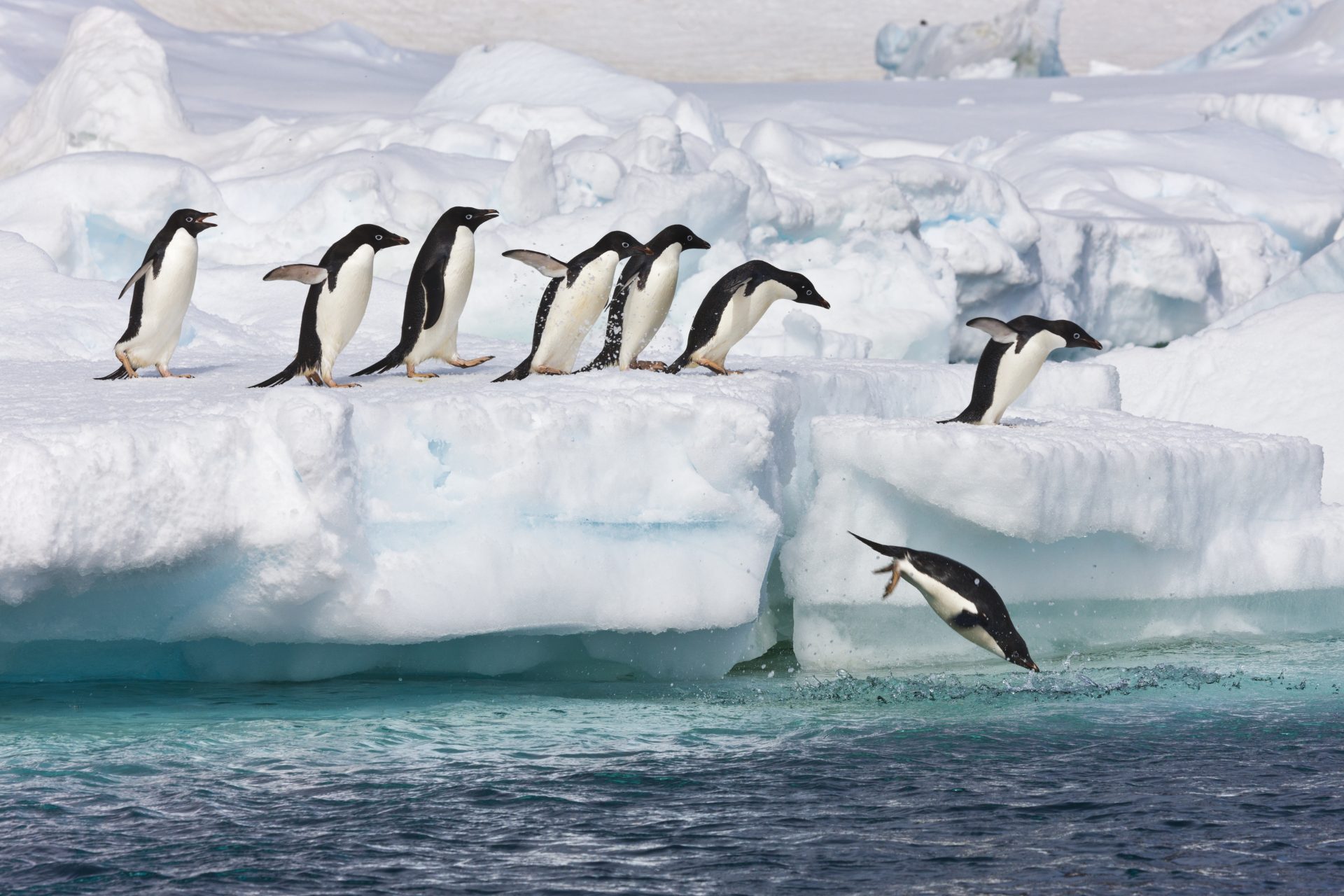 Der Rückgang des antarktischen Eisschildes
