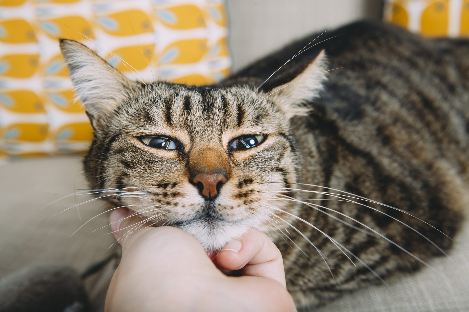 La ciencia responde: ¿por qué ronronean los gatos?