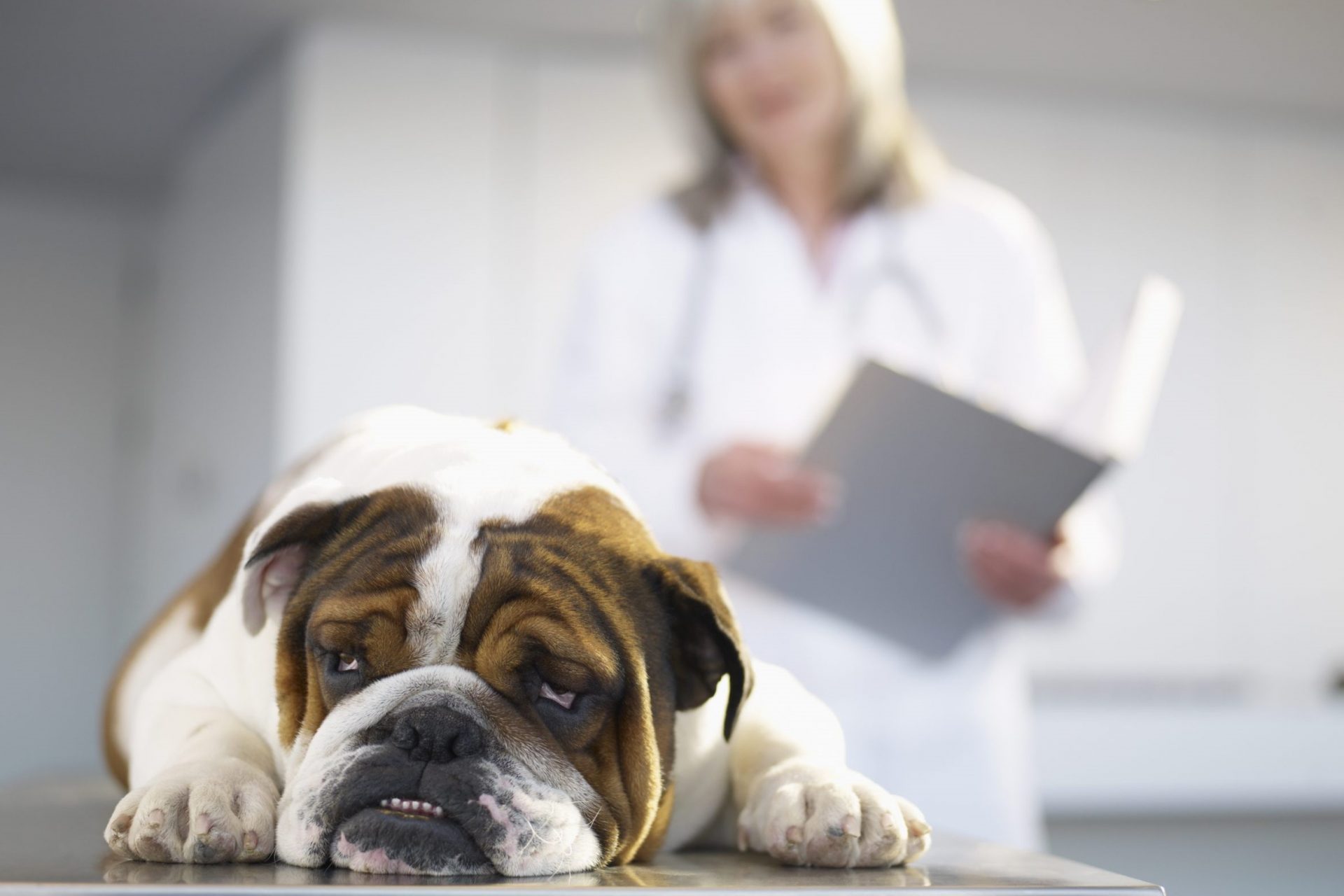 A potentially deadly dog illness is spreading in the US. No one knows what it is.