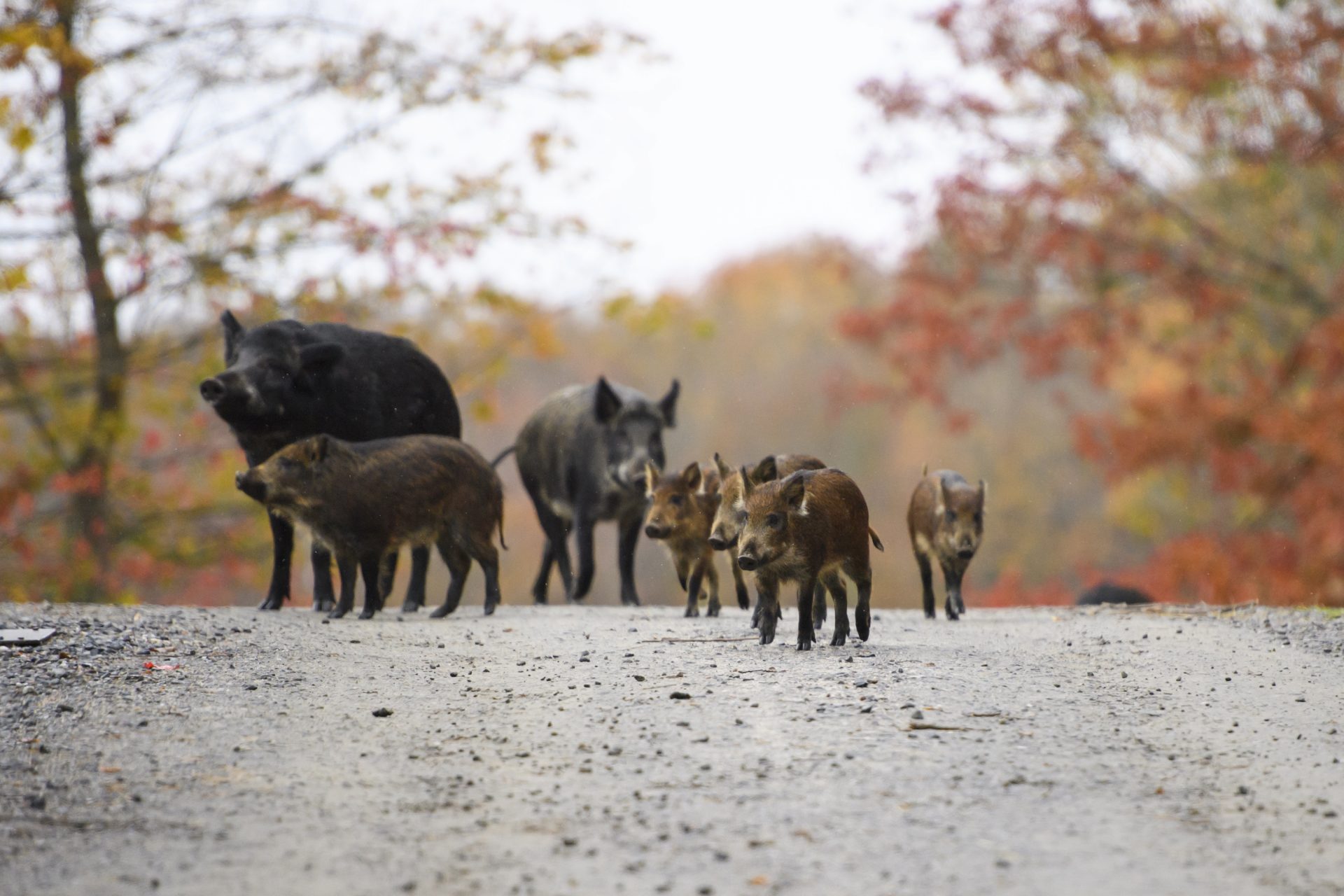 A Canadian plague of invasive wild pigs is threatening to infest the US