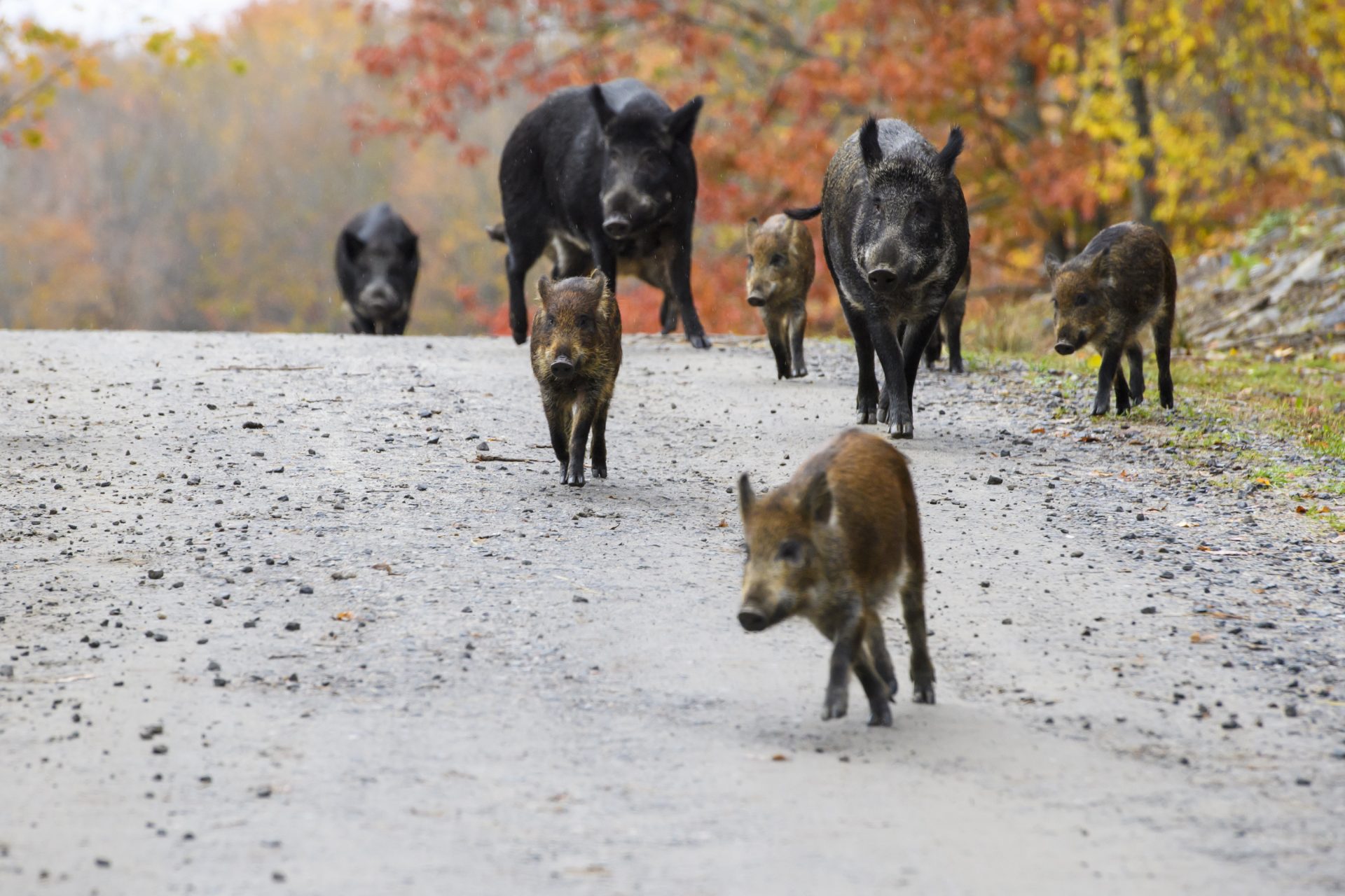 Hybrid wild pigs 