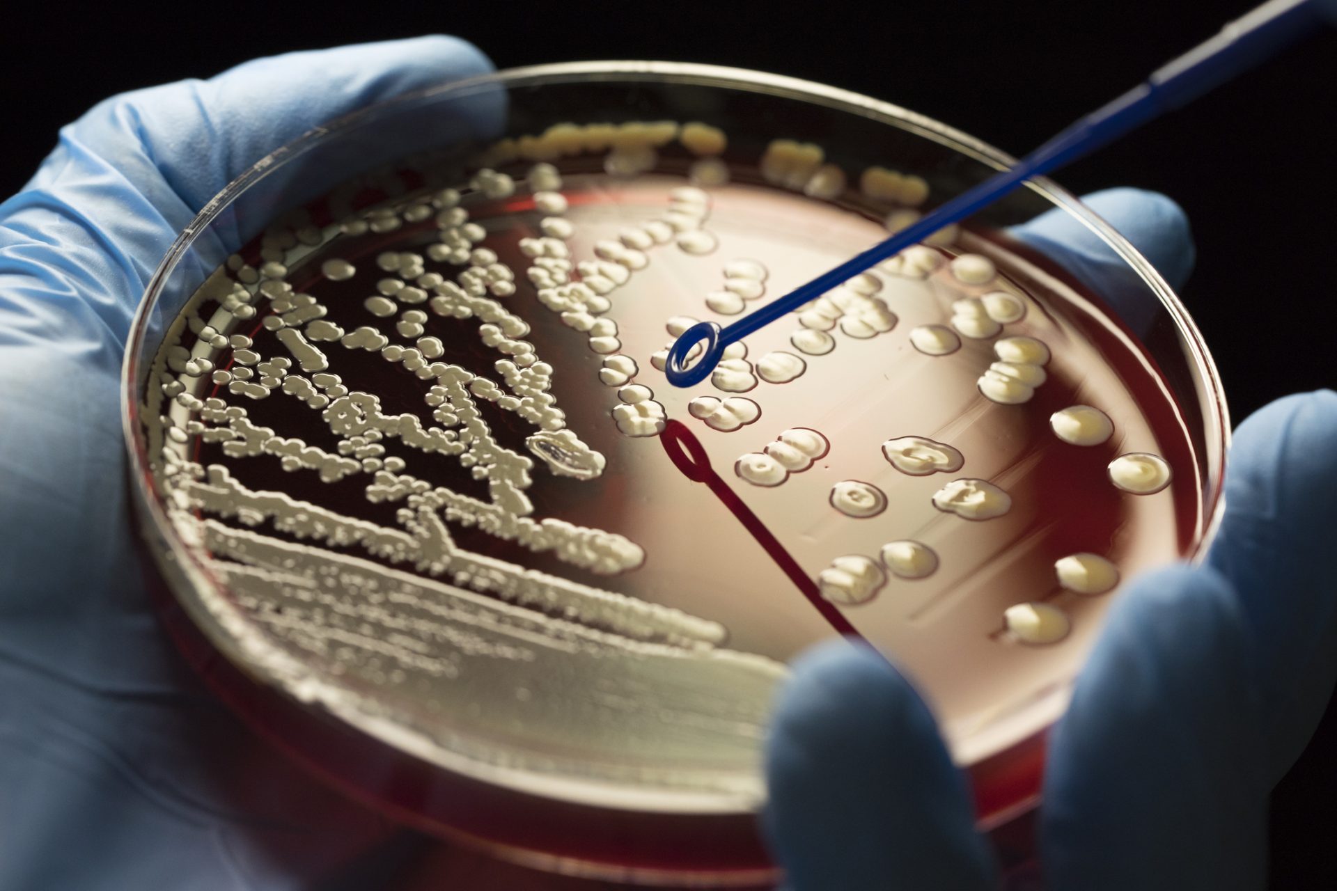 I batteri sono diventati più intelligenti e si sono adattati