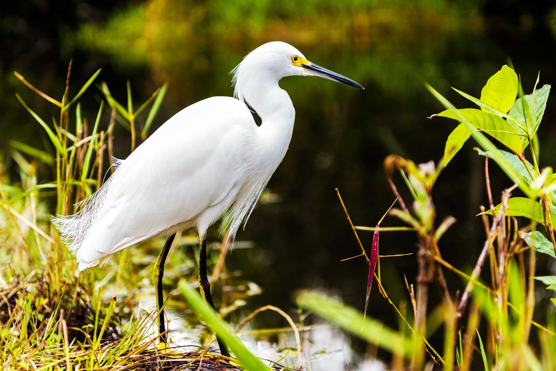 A threat to the original ecosystems