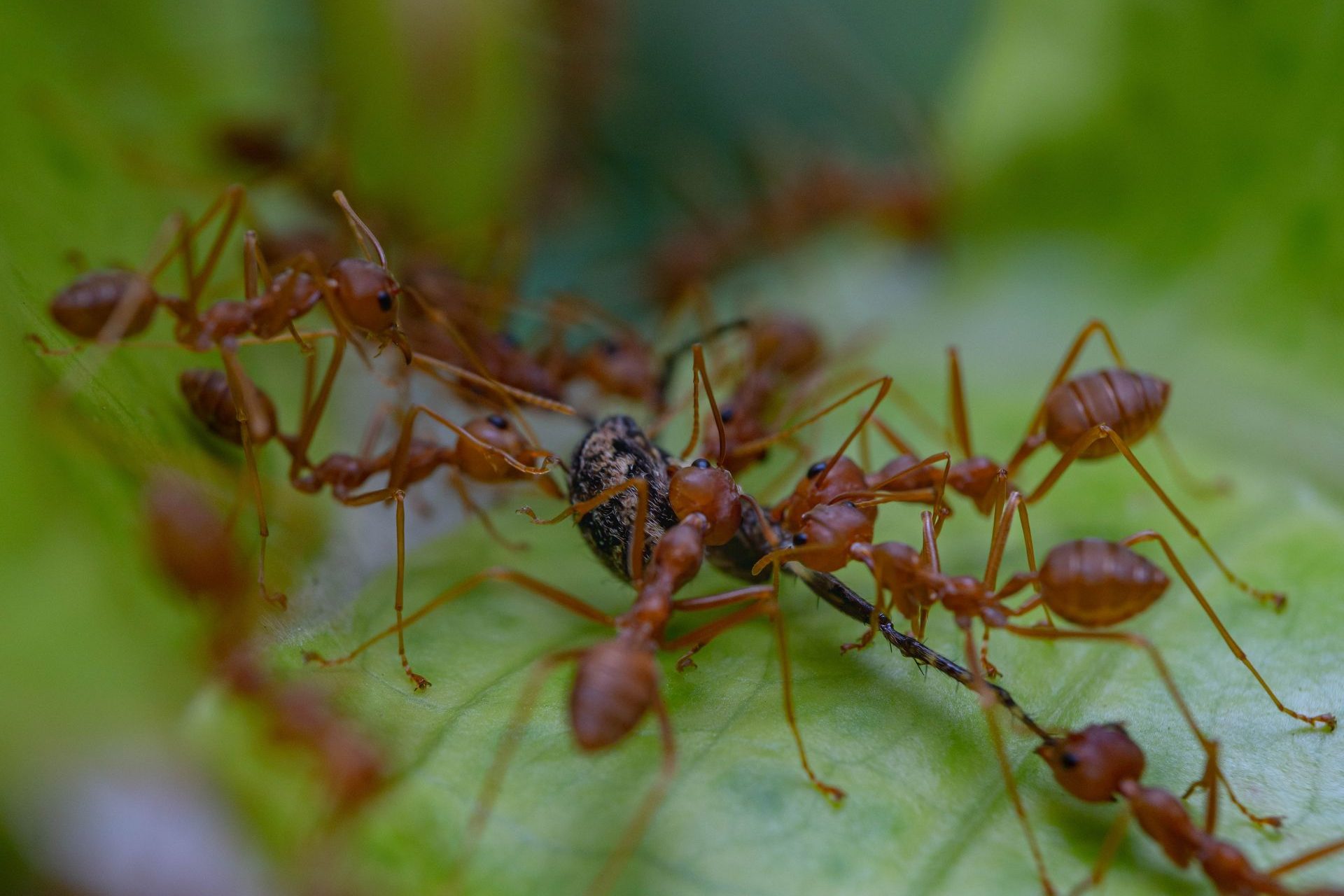 Une prolifération dans de nouveaux environnements